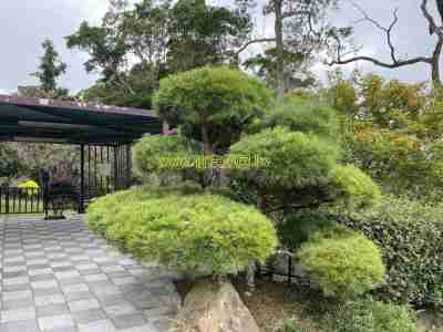 售苗栗縣南庄鄉苗栗南庄景觀休閒地(嶺秀登峰)休閒地